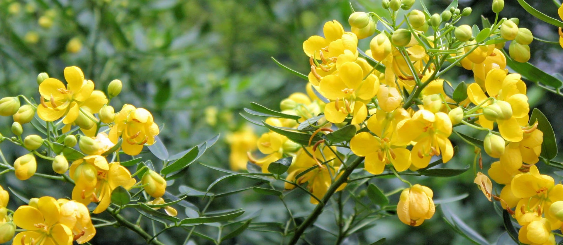 India is the world's largest producers of Cassia Gum Powder